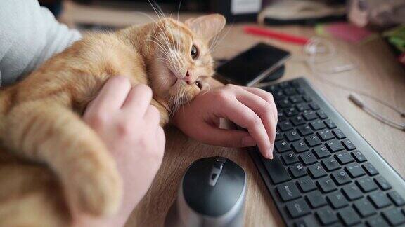 在电脑旁抚摸猫咪