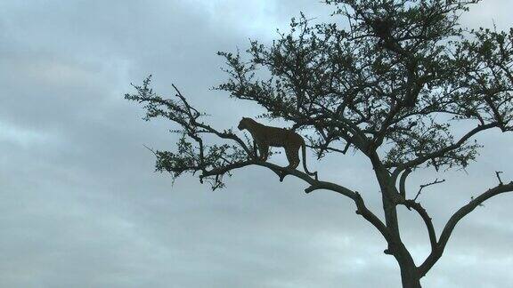 一只站在树枝上的豹子