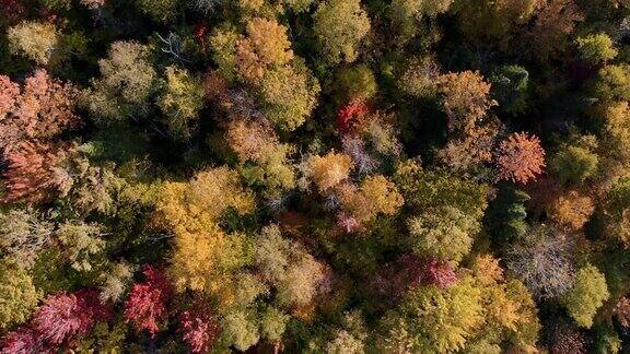 空中秋天的颜色在秋天的森林魁北克加拿大