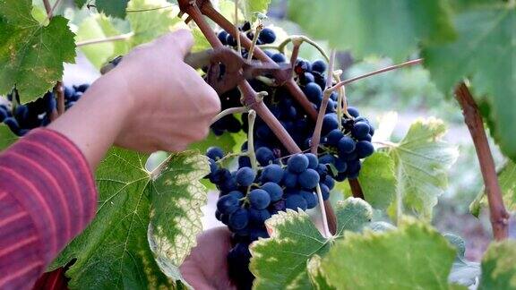 意大利南部:农夫的手切葡萄