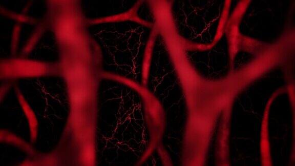 人体心血管系统有红色血管心跳动画医学概念静脉和动脉循环脉冲身体内部循环动画