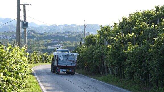 一辆拖拉机沿着葡萄园的道路运送着一车收获的葡萄用于生产普罗赛克白葡萄酒