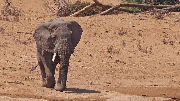 非洲象loxodontaafricana肯尼亚桑布鲁公园实时4K