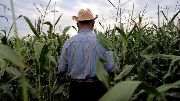 戴着牛仔帽的老农民穿过玉米田向后看