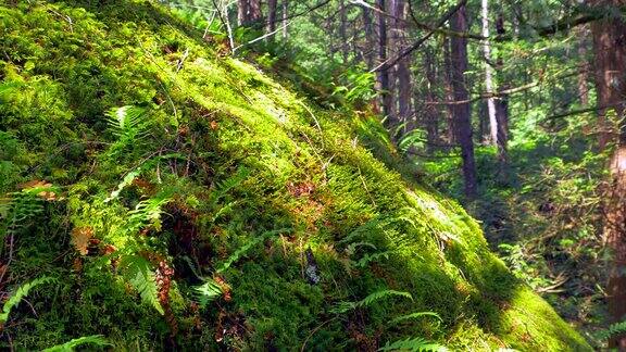 大自然中柔软的苔藓和蕨类植物近距离观察雨林