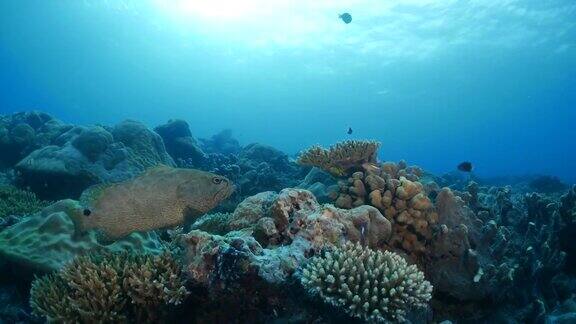 石斑鱼礁鲨海底珊瑚