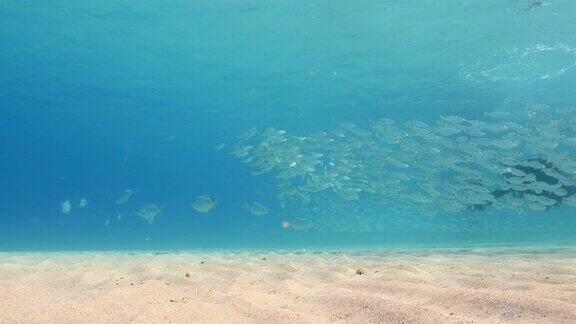 在库拉索岛荷属安的列斯群岛附近的加勒比海潜水珊瑚礁上的诱饵球