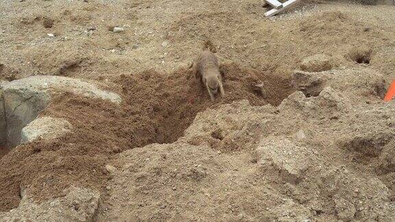 猫鼬在沙子里挖了个洞特写镜头