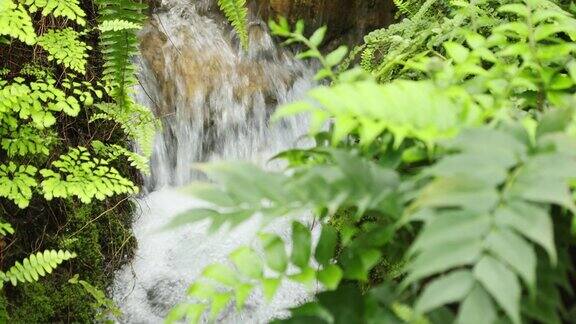被茂密的蕨类植物环绕的瀑布