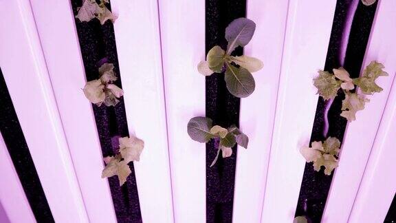用于植物生长的紫外线生长灯水培蔬菜农场LED灯用于植物生长