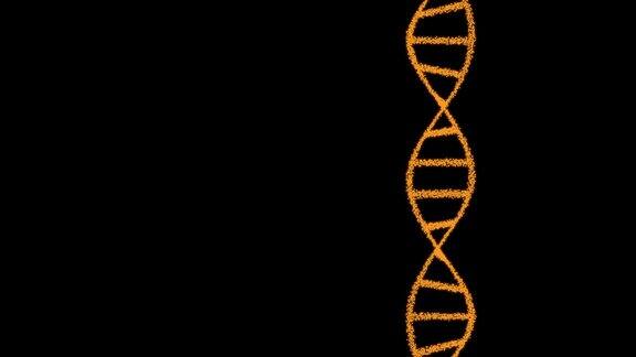 由黑色背景上的粒子组成的DNA二维动画60fps物体是垂直的主题在右边