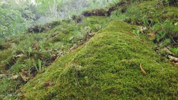 美丽的绿色苔藓在岩石上的森林深处苔藓特写