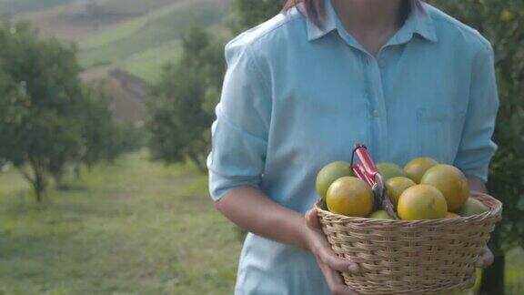 近距离的女人园丁手拿着一篮子的橘子后在早上的时候走过农场的橘子田花园