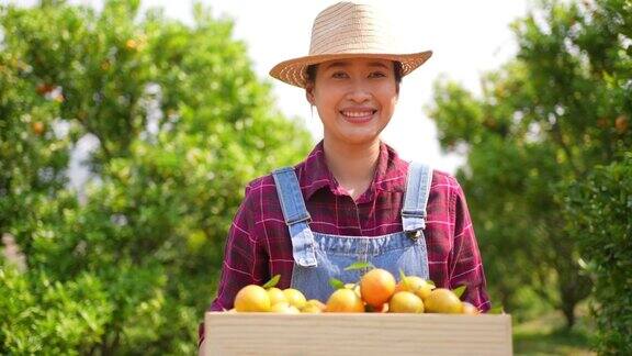 4K亚洲女农民肖像在橘园拿着一盒成熟的有机橙子