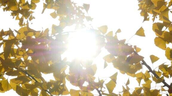 阳光的银杏树与阳光