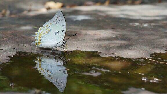 蝴蝶(宝石纳瓦布)是在地上吃矿物的