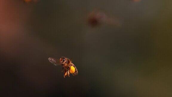 飞行中的黑蜂带着装满花粉的球回到蜂巢
