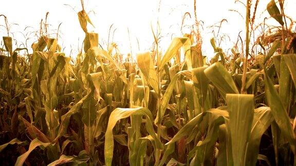 日落时的玉米地