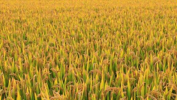 稻谷收获成熟的稻谷在秋收季节