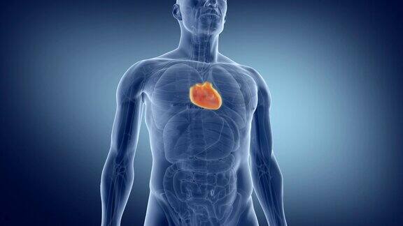 人体的循环系统具有静脉和动脉的心脏的医学精确动画