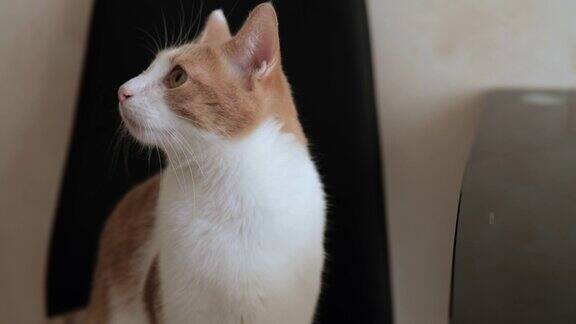小白红猫坐在椅子上四处张望4k的视频慢动作