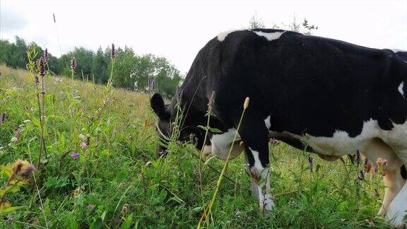 在一个阳光明媚的夏日奶牛在吃草