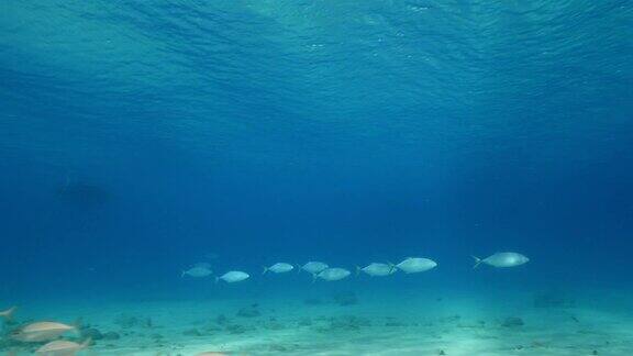 在库拉索岛荷属安的列斯群岛附近的加勒比海潜水珊瑚礁上的诱饵球