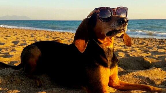 一只狗的滑稽肖像戴着太阳镜对着大海