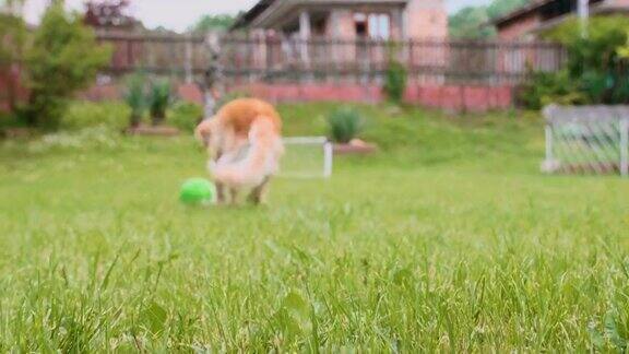 女孩狗主人踢着一个球金毛猎犬追着它玩