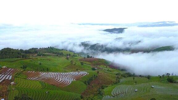 无人机拍摄的泰国清迈PaPongPieng山周围稻田的鸟瞰图穿过云雾海洋