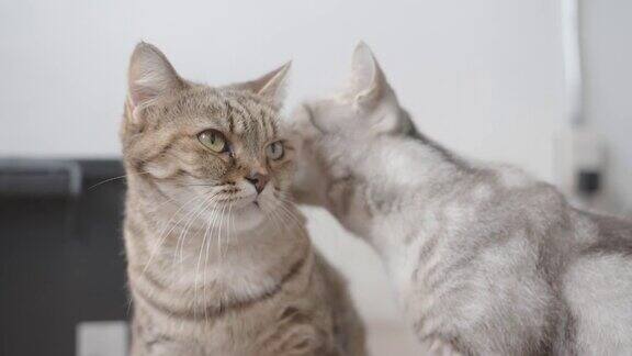 可爱的短毛猫舔另一只猫的毛