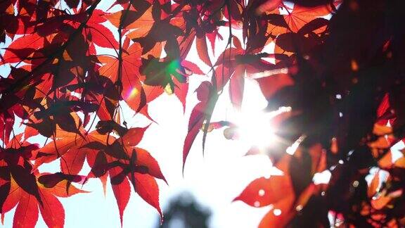 4k的阳光透过红色的枫叶背景在秋天的季节