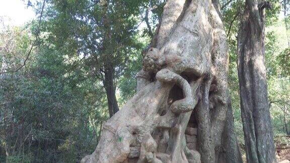 吴哥窟庙宇废墟上的一棵树
