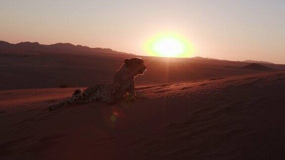 纳米布沙漠落日下的4K猎豹剪影