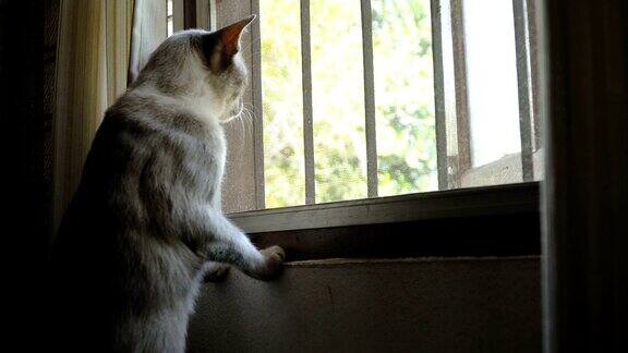 猫往窗外看