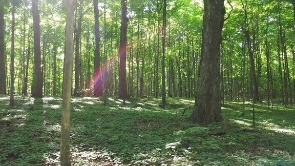 阳光普照时松鼠在远处森林的地面上行走