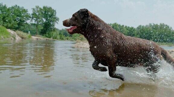 超级慢动作好玩的狗在阳光明媚的河里奔跑和溅水