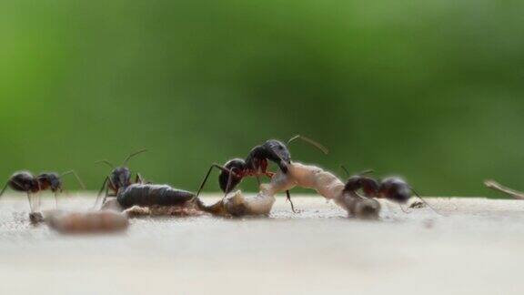 巨大的蚂蚁