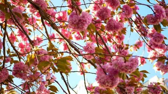 粉红色的樱花盛开美丽的自然树春天的季节绽放