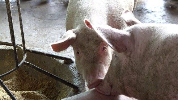 农场里许多猪在吃饲料