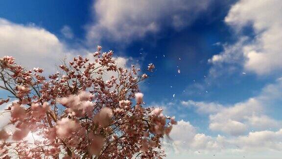 玉兰花盛开的树与花瓣飞在美丽的时间流逝的日出4K