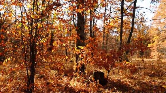 明亮多彩的秋天森林橙色和红色的叶子
