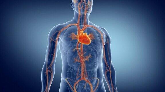 人体的循环系统具有静脉和动脉的心脏的医学精确动画