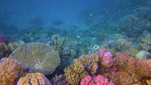 埃及马萨阿拉姆红海上的彩色珊瑚礁和许多小型热带鱼