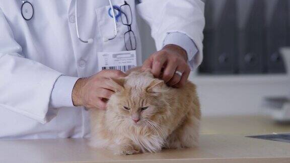 兽医给猫做检查