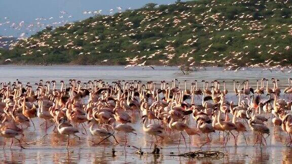 粉红色的火烈鸟在肯尼亚的博戈里亚湖飞行