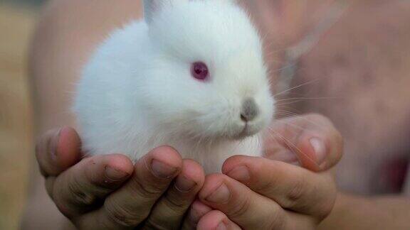 近手抱着一只小白毛绒绒的兔子