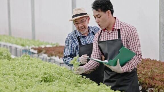 亚洲农场主和工人在一个大苗圃里检查水培蔬菜爱护蔬菜才能有优质环保的农产品现代农业技术