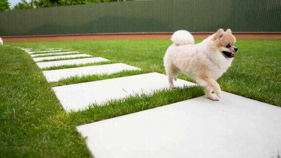 一只可爱的米色小博美犬正在草地上奔跑
