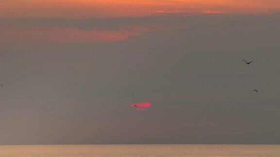 4K早晨沙滩上的日出许多海鸥飞来飞去